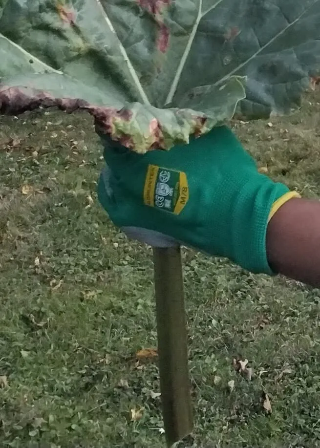 GRÜNTEK Guanti Giardinaggio Lattice 5 Paia M8